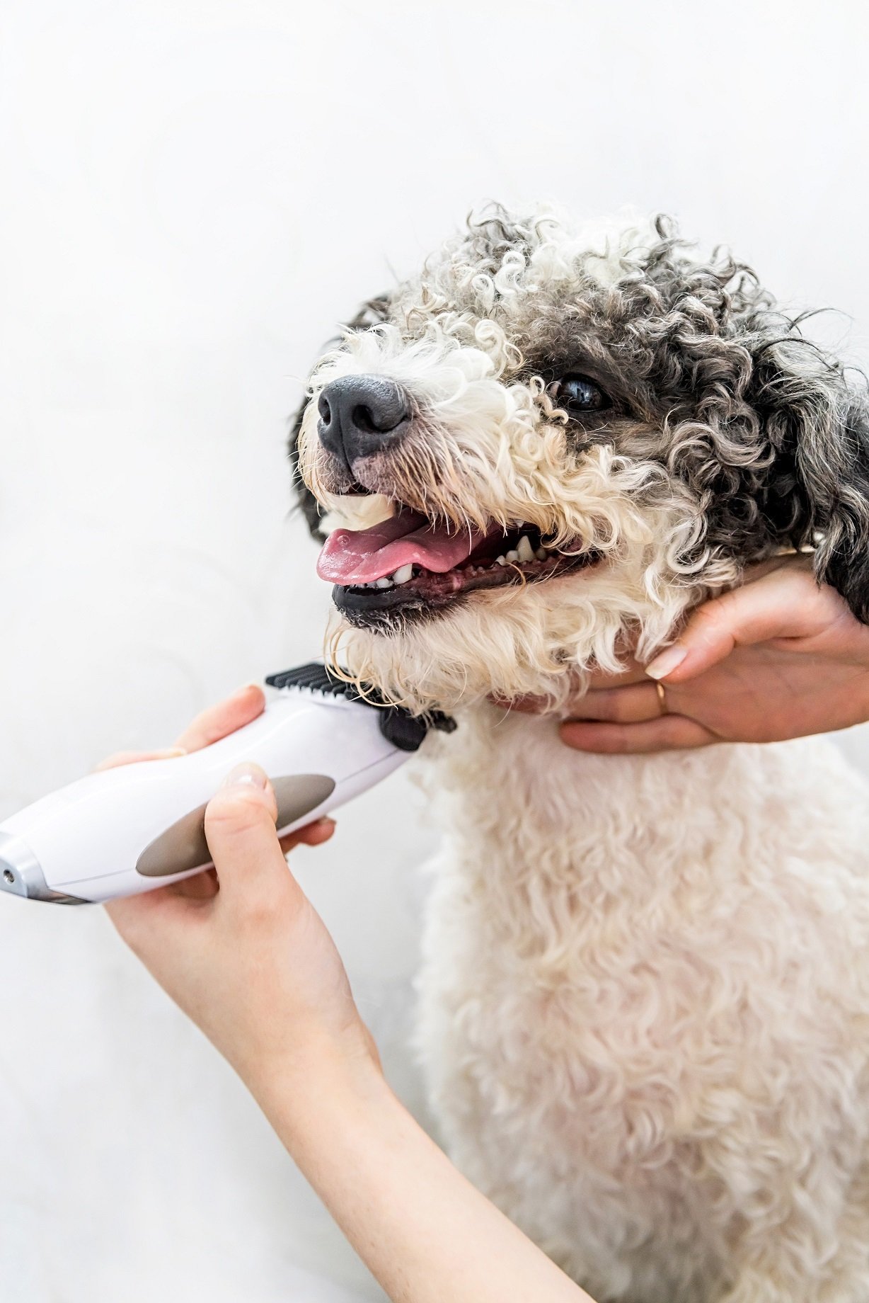 Mobile Grooming Las Vegas Straight To Your Door.