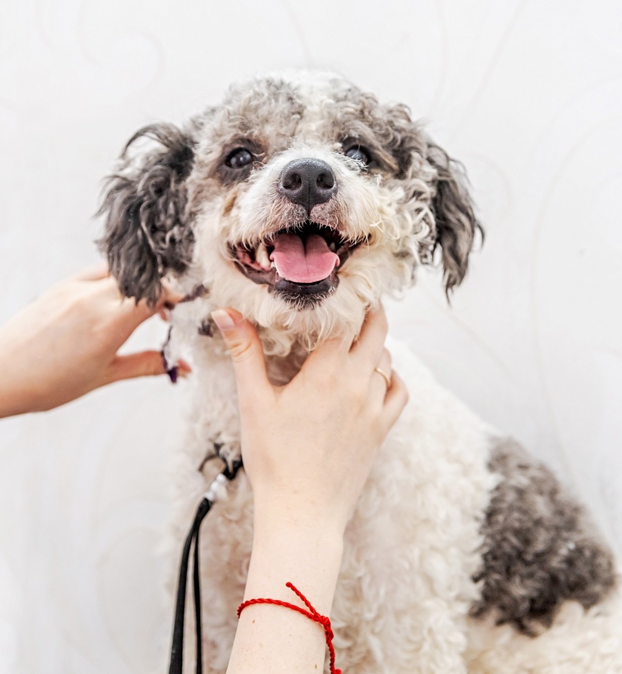 Mobile Grooming Las Vegas Straight To Your Door.