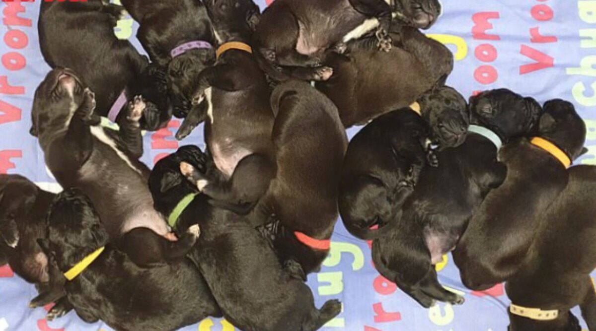 Largest dog litter born naturally world record set by Mary Jane