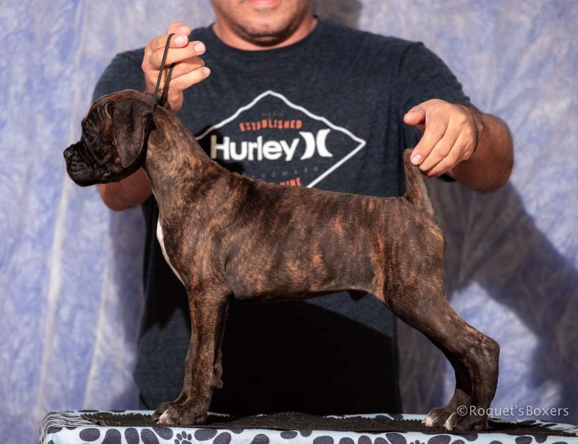 Cachorros Boxer en Venta Boxers.mx Mexico