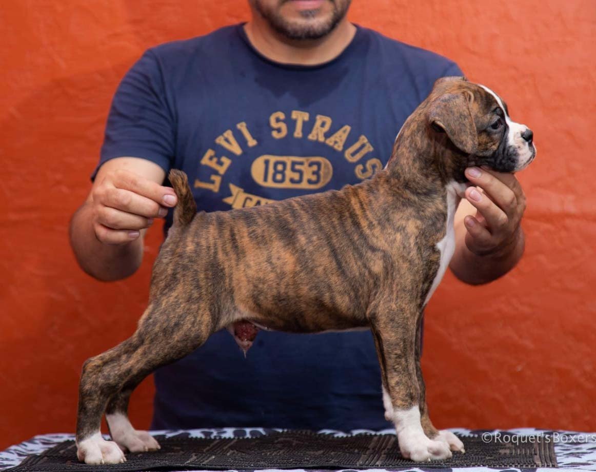 Cachorros Boxer en Venta Boxers.mx Mexico