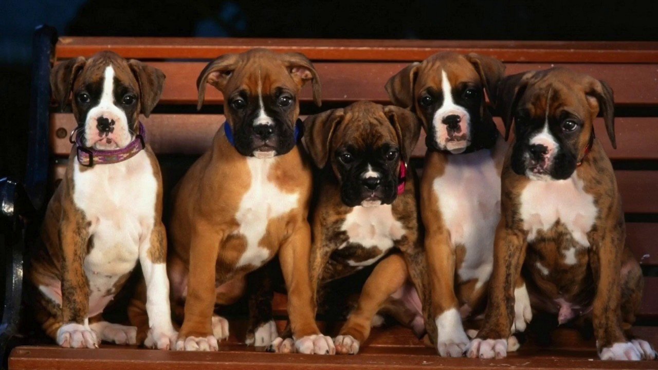 Cachorros boxer con pedigree Criadero Boxers.mx
