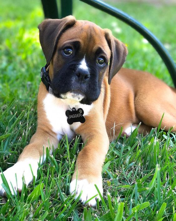 Cachorros boxer con pedigree Criadero Boxers.mx
