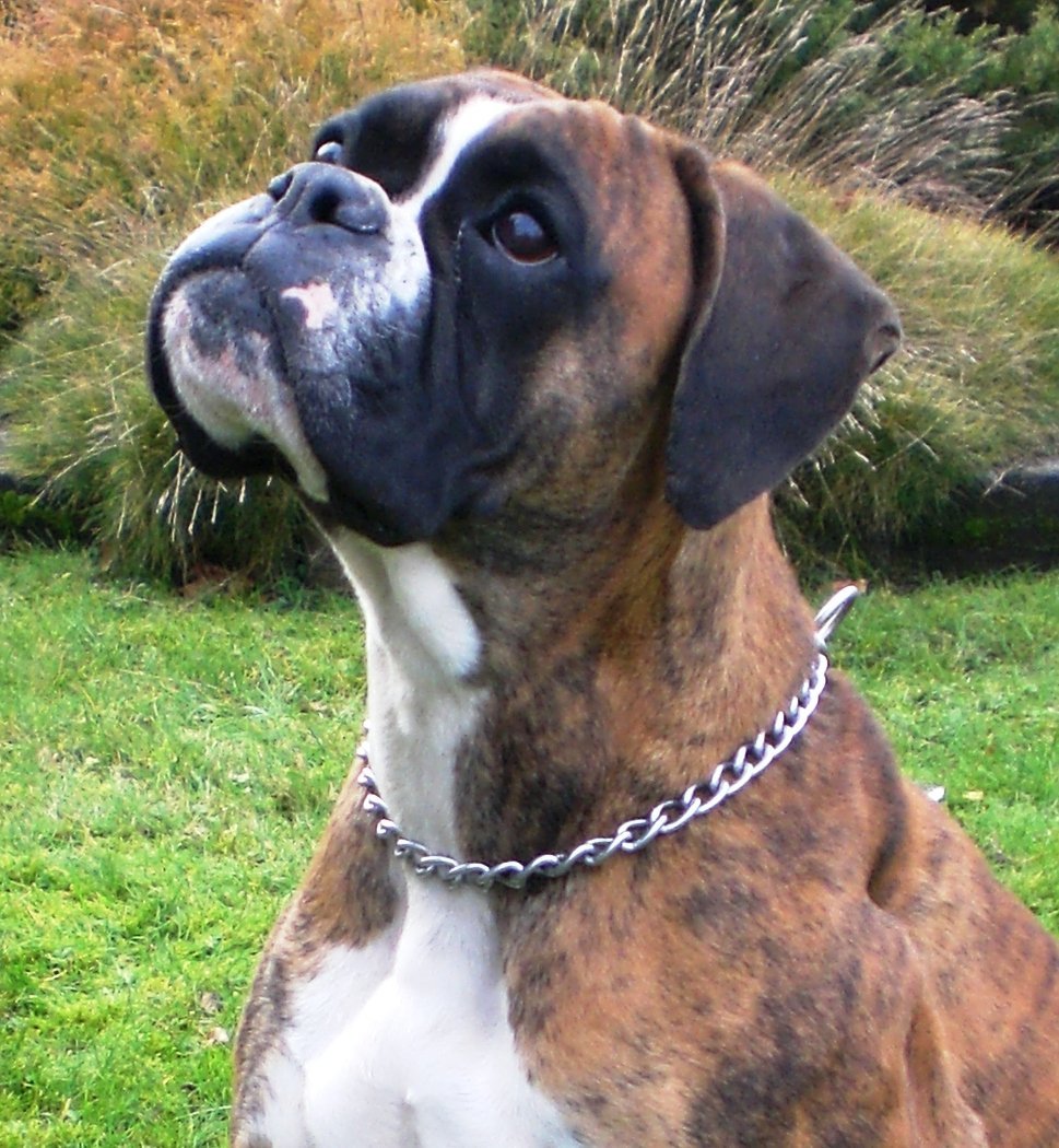 Cachorros boxer con pedigree Criadero Boxers.mx