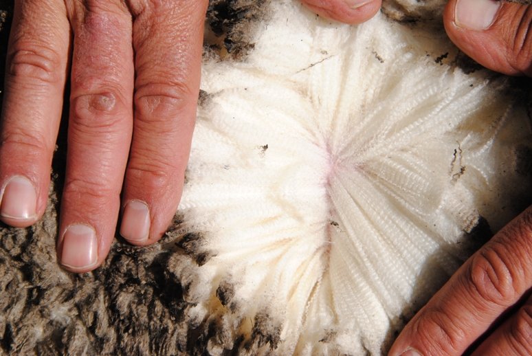 Wool Broker Melbourne