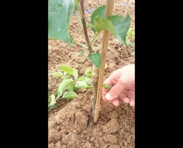 Bench Grafting Le Trees Tyres2c Nursery Mastics For Grafts