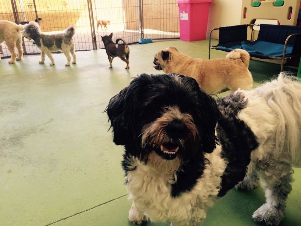 Boarding Auckland Bark Avenue Boarding Kennel & Cattery