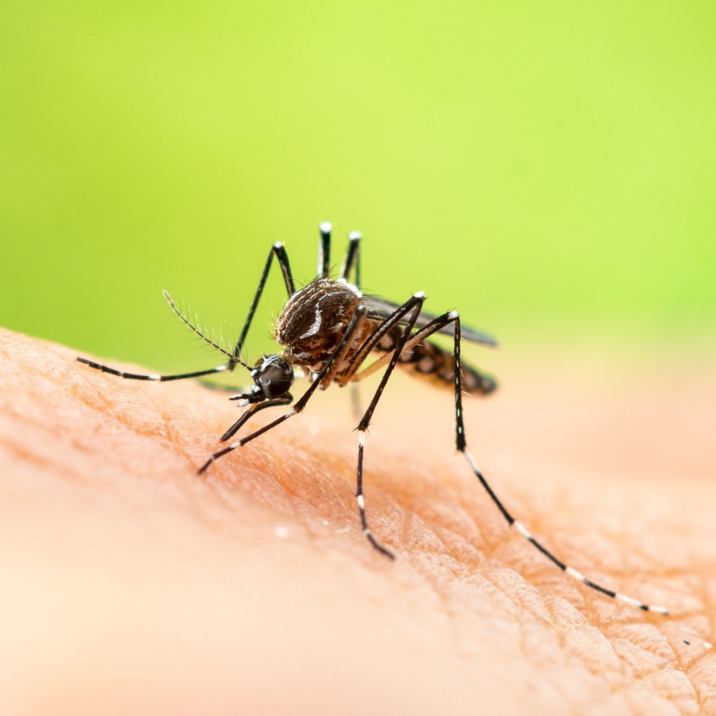 Mosquito Control Jacksonville, FL Pro Care Lawn & Pest