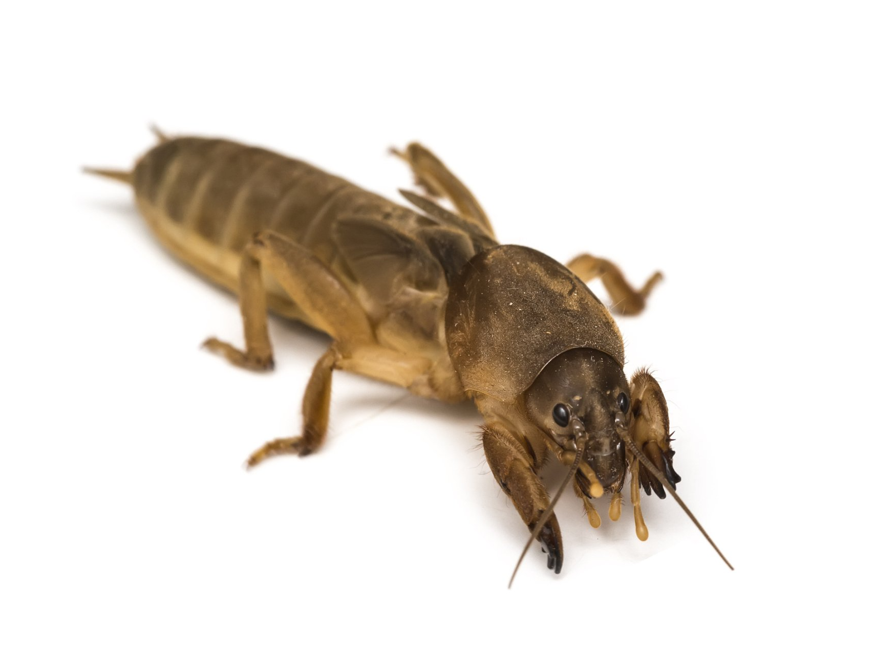 Pests in Jacksonville Jacksonville, FL Pro Care Lawn & Pest