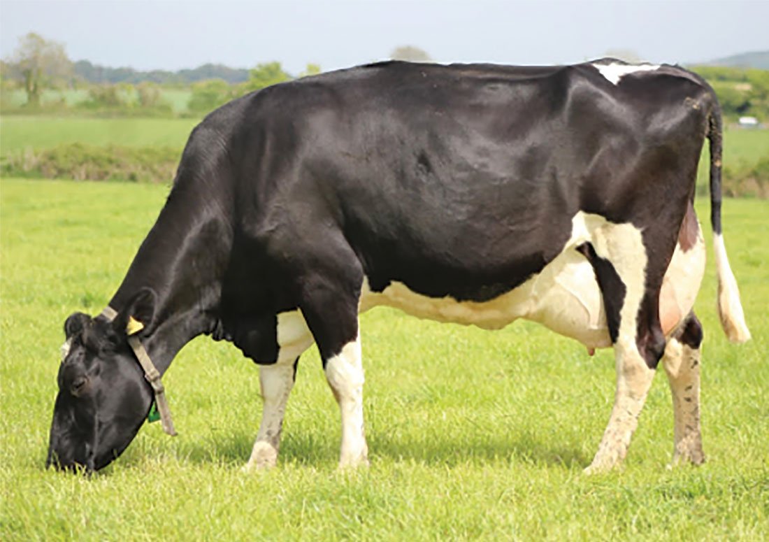British Friesian british-friesian