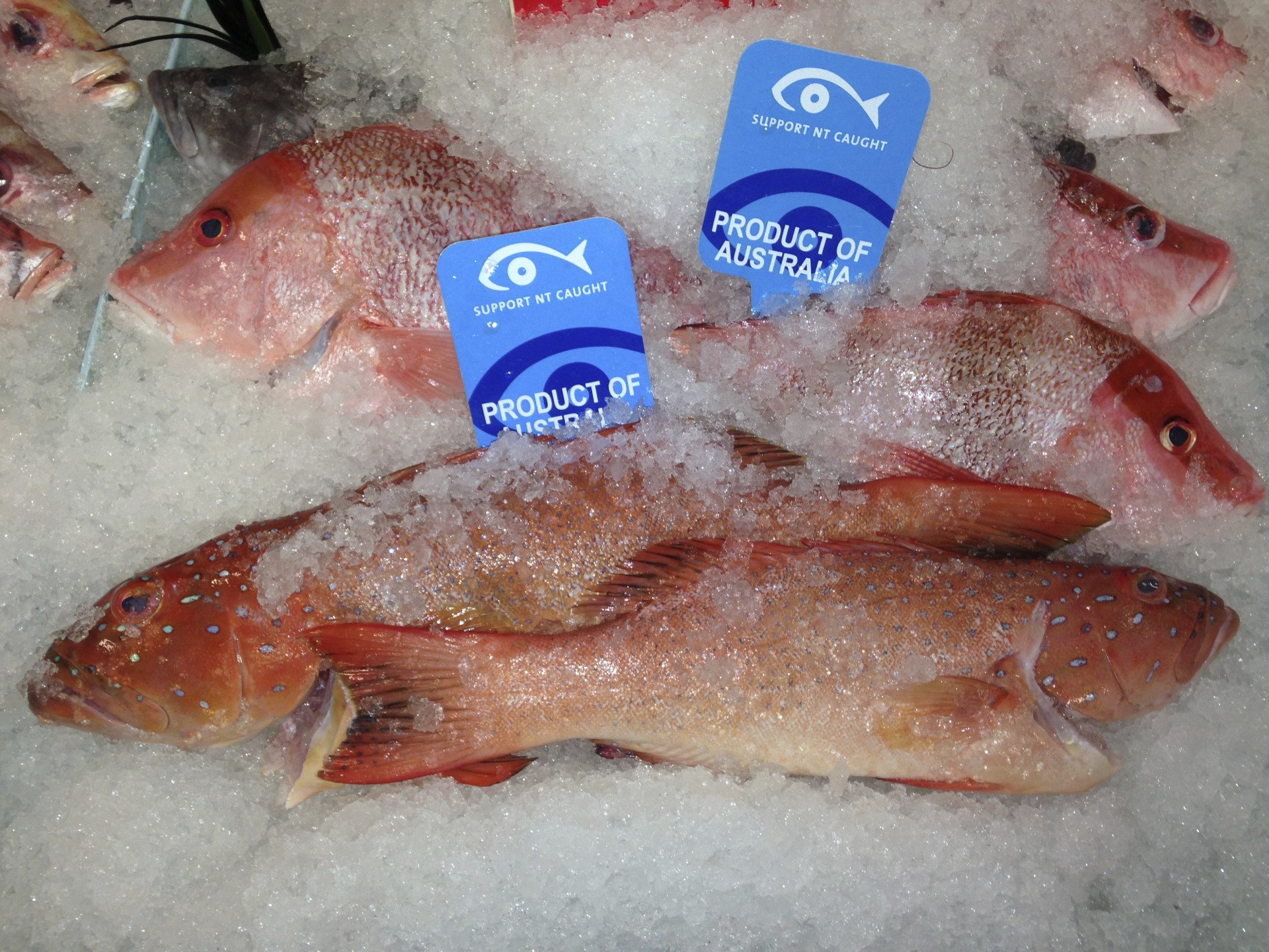 Fish Market in Darwin Darwin Fish Market