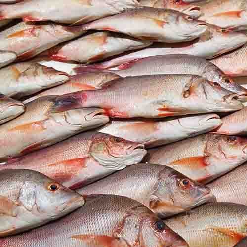 Fish Market in Darwin | Darwin Fish Market