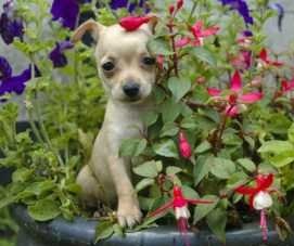 Chihuahua puppy hiding in flowers