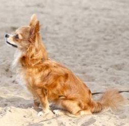 long coat Chihuahua
