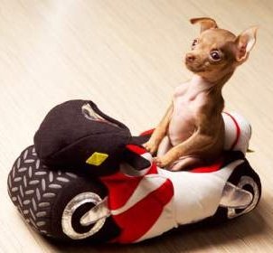 Tiny Chihuahua in toy car