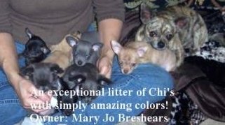 large group of Chihuahuas