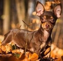 Brown and tan Chihuahua dog