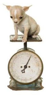 Chihuahua puppy on scale