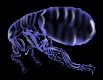 Chihuahua flea problem