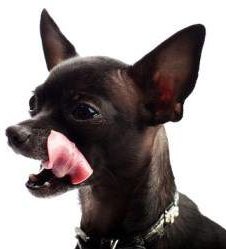 Brushing Chihuahua teeth