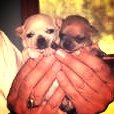 Chihuahua newborn puppies