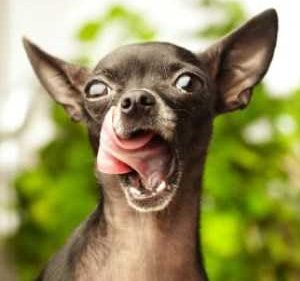 Crazy Chihuahua dog