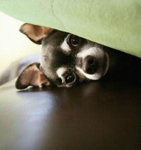 Chihuahua puppy hiding under bed