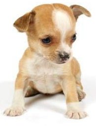 Chihuahua with floppy ears