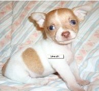Wisconsin Chihuahua puppy for sale
