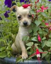 3 month old Chihuahua puppy