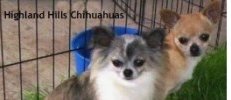Chihuahua Breeder Oklahoma