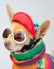 Chihuahua with erect ears