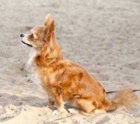 long coat Chihuahua dog