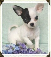 chihuahua breeders