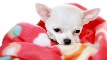 Chihuahua wrapped in blanket