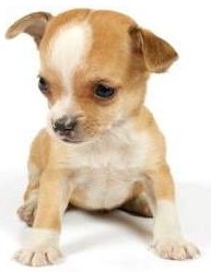 Chihuahua puppy at teething age