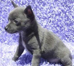 Blue colored Chihuahua puppy