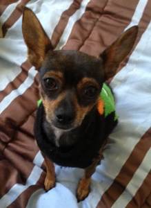 Chihuahua allergies from grass