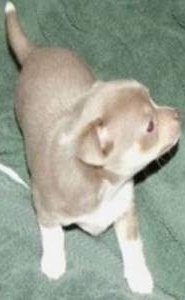blue fawn Chihuahua