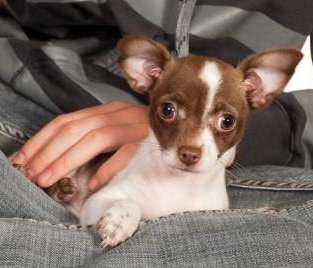 Innocent looking Chihuahua dog