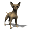 Chihuahua wagging tail