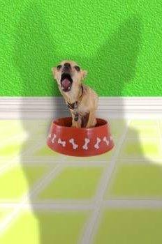 Funny Chihuahua in dog food dish