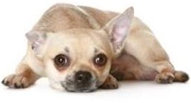 Isolated Chihuahua dog