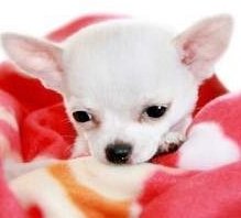 Tiny Chihuahua newborn puppy