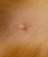 dog skin tag