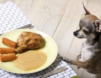 Chihuahua looking at food