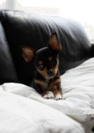 Chihuahua-909