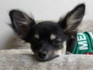 Chihuahua-014
