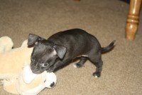 Chihuahua-016