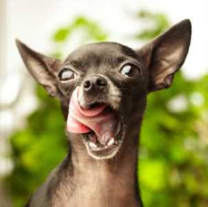 Chihuahua dog with mouth open